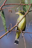 Western Tanager, female