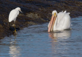 American White Pelican and Snowy Egret