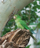 Red-masked Parakeet, first-cycle
