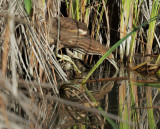 American Bittern, preparing to strike