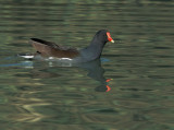 Common Gallinule