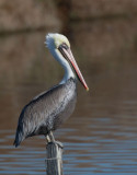 Brown Pelican