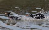 Surf Scoters, males fighting