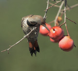Birds, Cupertino persimmon tree, December 2015