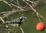 Nuttalls Woodpecker, female