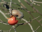 Wrentit