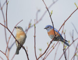 Western Bluebirds, pair