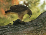 Red-tailed Hawk, eating fresh kill
