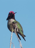Annas Hummingbird, male