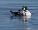 Common Goldeneye, male