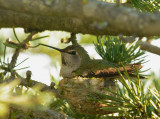 Annas Hummingbird, female