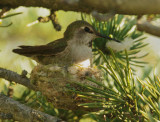 Annas Hummingbird, female