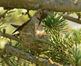 Annas Hummingbird, female