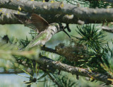 Annas Hummingbird, female