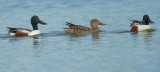 Northern Shovelers, two males with a female