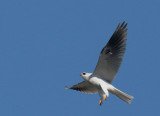 White-tailed Kite, male, displaying