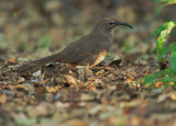 California Thrasher