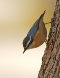 Red-breasted Nuthatch, male