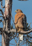 Red-shouldered Hawk