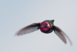 Annas Hummingbird, male