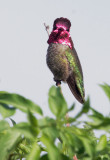 Annas Hummingbird, male