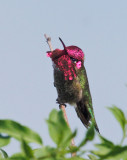 Annas Hummingbird, male