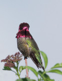 Annas Hummingbird, male