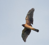 Northern Harrier, juvenile