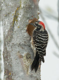 Nuttalls Woodpecker, male, excavating nest cavity