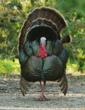Wild Turkey, male, displaying