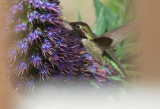 Annas Hummingbird, male, feeding