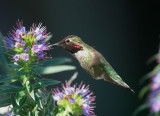 Annas Hummingbird, male, feeding
