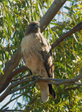 Red-tailed Hawk