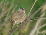 Golden-crowned Sparrow, breeding plumage