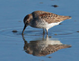 Western Sandpiper, breeding plumage