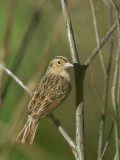 Grasshopper Sparrow