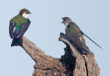 Violet-green Swallows, male and female