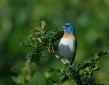 Lazuli Bunting, male