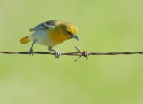 Bullocks Oriole, female