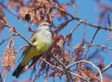 Western Kingbird