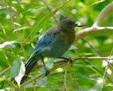 Stellers Jay, deformed, July 2008