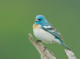 Lazuli Bunting, male