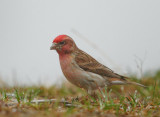 Cassins Finch, male