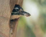 Nuttalls Woodpecker, male leaving nest with debris