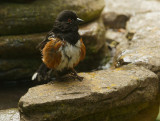Spotted Towhee, male after bathing in fountain