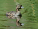 Pied-billed Grebe, breeding plumage