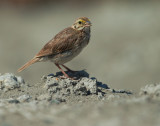 Savannah Sparrow