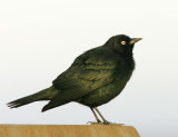Brewers Blackbird, male