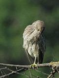 Black-crowned Night-Heron, juvenile