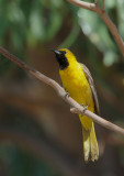 Hooded Oriole, yearling male